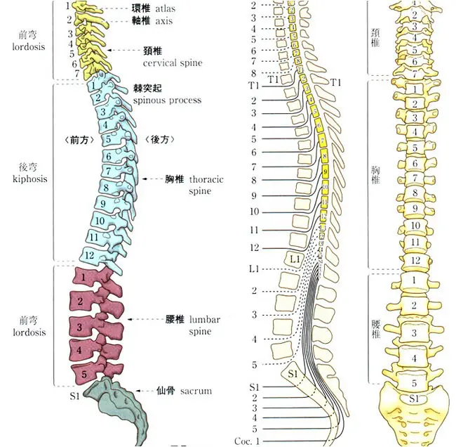 脊椎疾患の治療 岡野整形外科